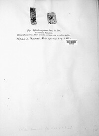 Cytospora kunzei image